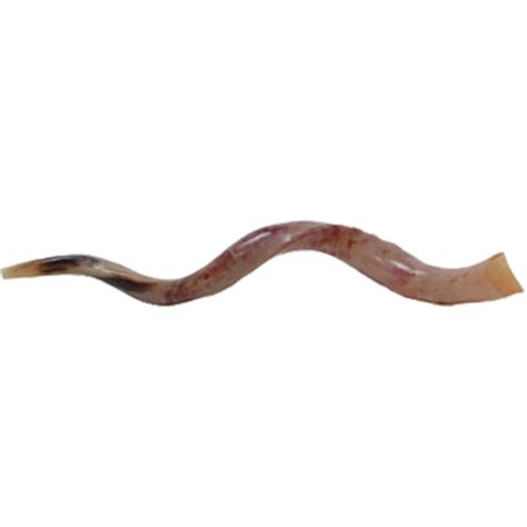 Large Kudu Horn Shofar - Jewish Voice Canada