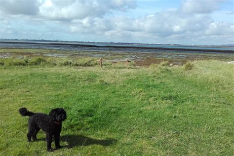 Dog walk at Langstone Harbour and Hayling Island · Hampshire · Walkiees