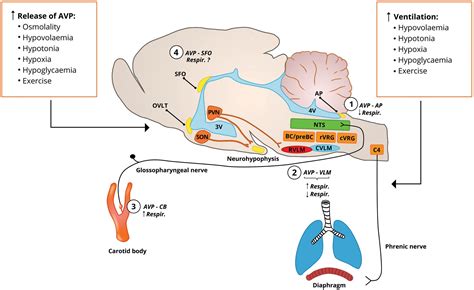 Vasopressin