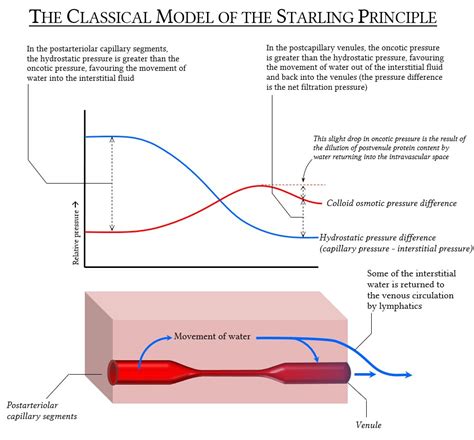 Starling forces and fluid exchange in the microcirculation | Deranged ...