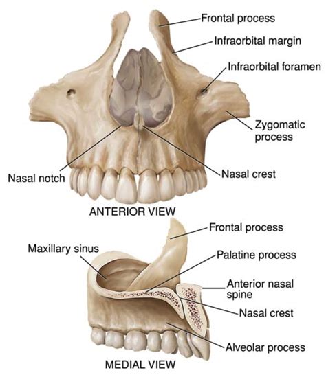 maxilla - Google Search | Dental anatomy, Anatomy bones, Medical anatomy