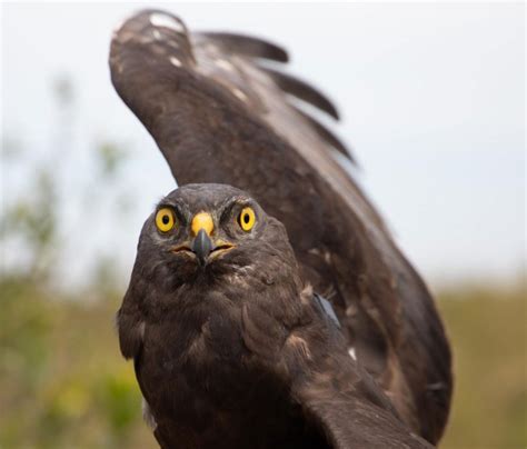 A sad day for Black Harriers: Next steps to protect this Renosterveld icon