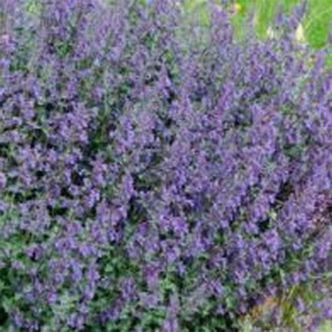 Nepeta 'Six Hills Giant' - Perennial Plants - Arboretum Garden Centre