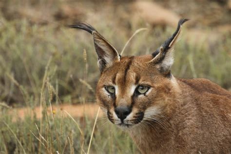 Caracal African cat - Photorator