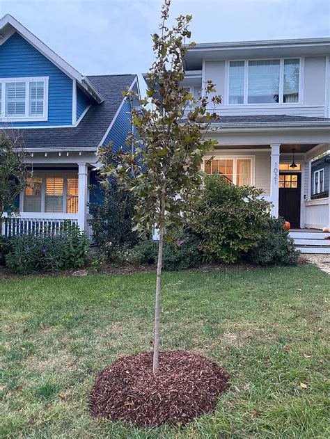 New Tree Growth Stages — Nashville Tree Conservation Corps