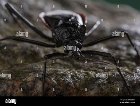 Dipetalogaster maxima bug, macrophotograph. This insect is classified as a kissing bug ...