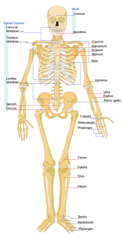 The Skeletal System | Biology for Majors II