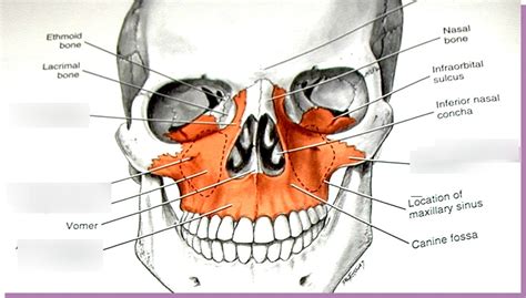 Zygomatic Bone Maxillary Process