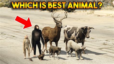 GTA 5 ONLINE : WHICH IS BEST ANIMAL? - YouTube