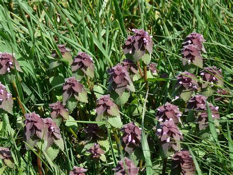 Dead Nettle, an Overlooked yet Valuable Wild Edible - Eat The Planet