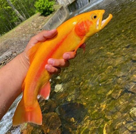 Palomino Trout: Trophy Fish or Just Another Rainbow? • Panfish Nation