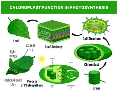 Where are carotenoid pigments found?