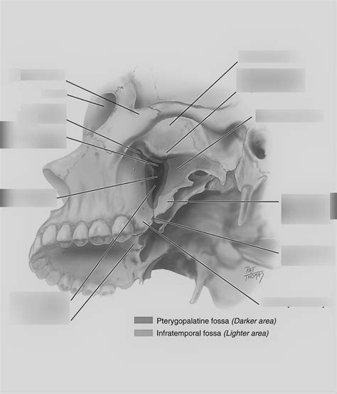 Sphenoid bone lateral view Diagram | Quizlet