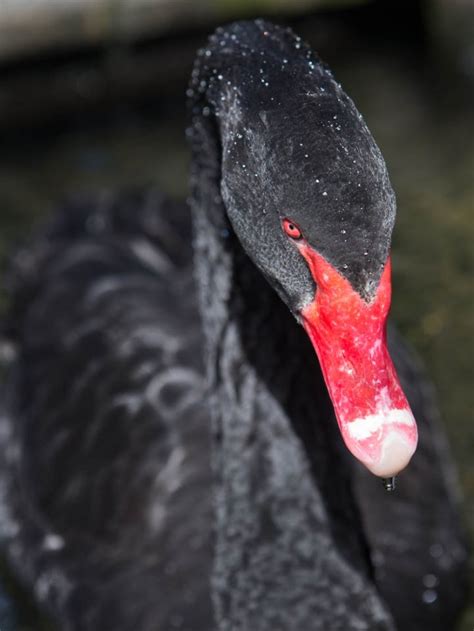 Who can you meet? Animals of New Zealand - New Zealand wildlife | The Family Without Borders