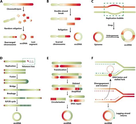 DNA vòng ngoài nhiễm sắc thể: Tình trạng hiện tại và triển vọng trong tương lai - Nhìn ra thế giới