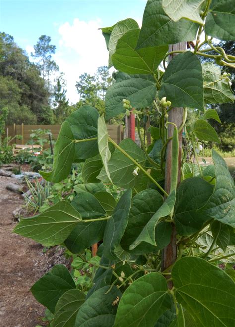 When Life Gives You Scrubland, Plant an Amazing Permaculture Garden! (Pt. II) | The Survival ...