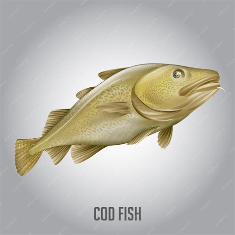 Premium Vector | Cod fish vector illustration