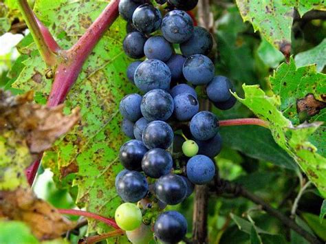 Are Wild Grapes Edible? Exploring The Fruit of Wild Grape Vines - Eat ...