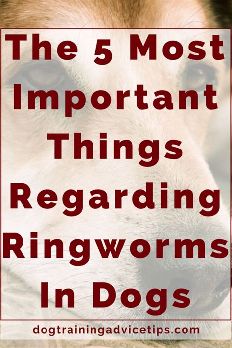 The 5 Most Important Things Regarding Ringworms In Dogs - Dog Training ...
