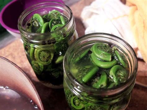 Pickled Fiddlehead Ferns | Fiddlehead fern recipes, Pickles, Homemade condiments