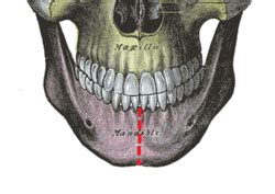 Symphysis Menti