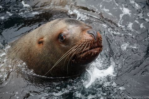 Steller Sea Lion | Photos by Ron Niebrugge