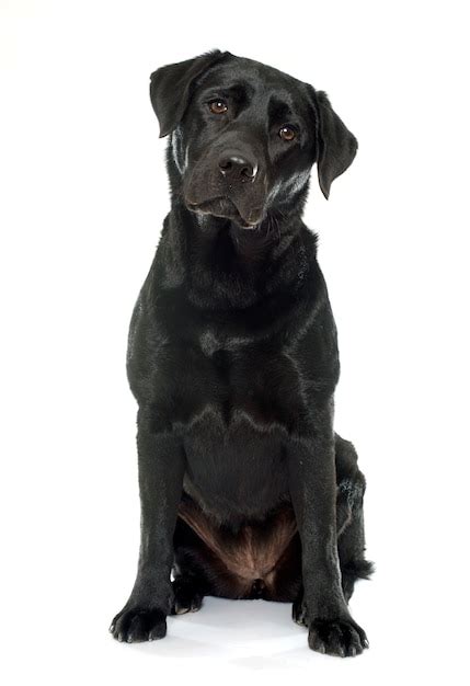 Premium Photo | Female black labrador retriever