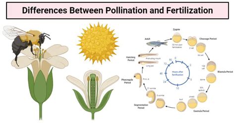 12 Differences Between Pollination and Fertilization | Pollination, Fertility, Yucca plant