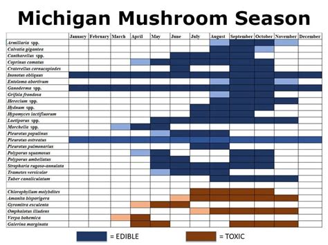 Michigan Mushroom Season | | record-eagle.com