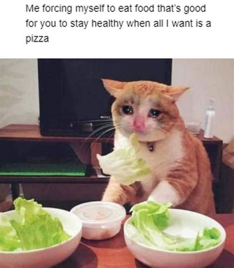 29 Funny Crying Cat Memes Will Make You All Warm and Fuzzy