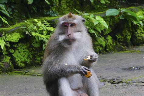 Sacred Monkey Forest Ubud Bali