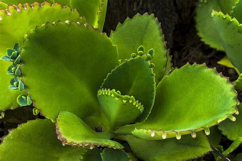 Planta Mala Madre 】 Características, Cuidados, definición 2019 - Plantas Del Mundo