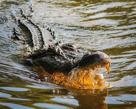 Diver Survives Alligator Attack Even After Being Mauled, Bitten In Head ...