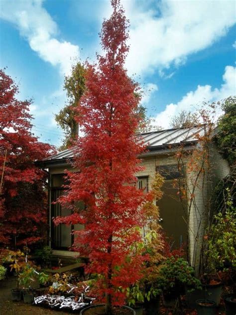 Narrow Trees for Small Yards that Pack a Punch | Pretty Purple Door