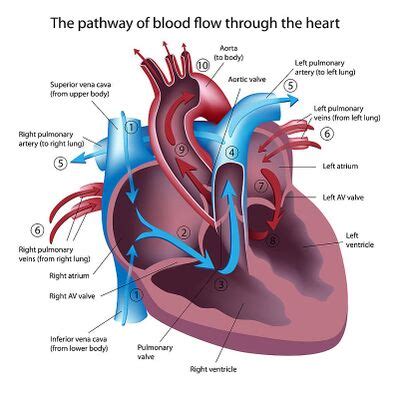 Anatomy of the Human Heart - Physiopedia