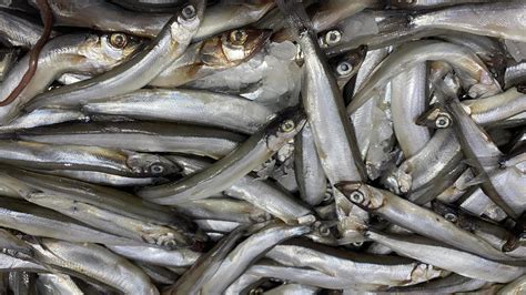 Background of fresh raw capelin fish with ice 11847162 Stock Photo at Vecteezy