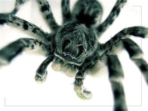 Scary Spider Wallpaper - WallpaperSafari