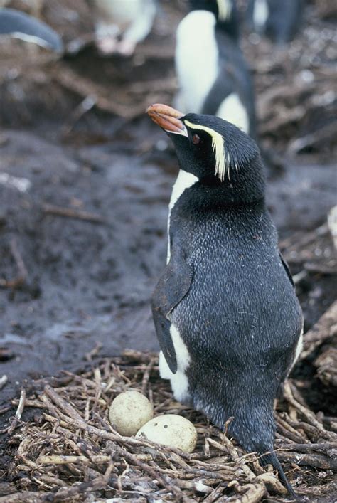 Snares crested penguin | New Zealand Birds Online | Penguins, Crested ...