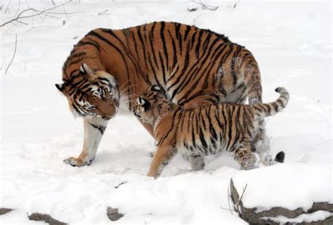 Tiger Subspecies Comparison