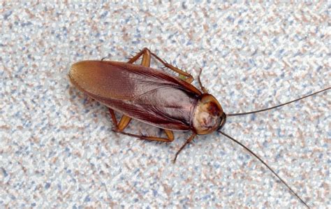 How To Get Rid Of Wood Roaches Naturally / The Wood Roach Cottage Country S Outdoor Cockroach ...