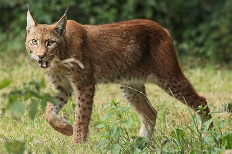 europese lynx Anholt JN6A2330 | Cat anatomy, Small wild cats, Feline