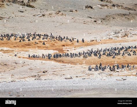 Halifax Island African Penguin Breeding Site 100m from main land Namibia Lüderitz Stock Photo ...