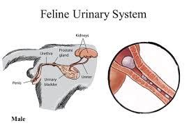 Urinary Blockage in Cats - Close Veterinary Clinic