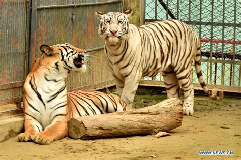 Transhu: Albino Tiger Vs White Tiger