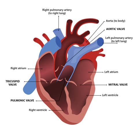 The human heart • Heart Research Institute