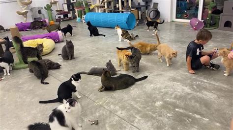 Cat Party!!! 🥳😻🥳😻🥳 | By Furball Farm Pet Sanctuary