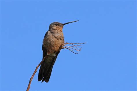 What's The Giant Hummingbird Size? 3 Surprising Facts - Hummingbirds Info