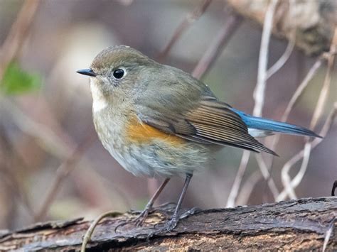 Red-flanked Bluetail - eBird