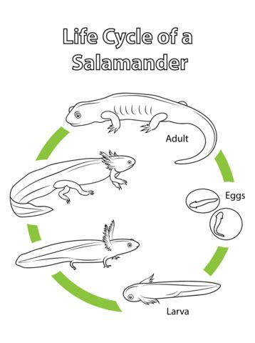 Life Cycle of a Salamander Coloring page | Free Printable Coloring Pages | Life cycles ...