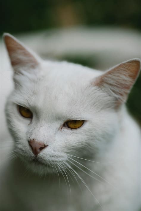 Cat White Background Photos, Download The BEST Free Cat White ...